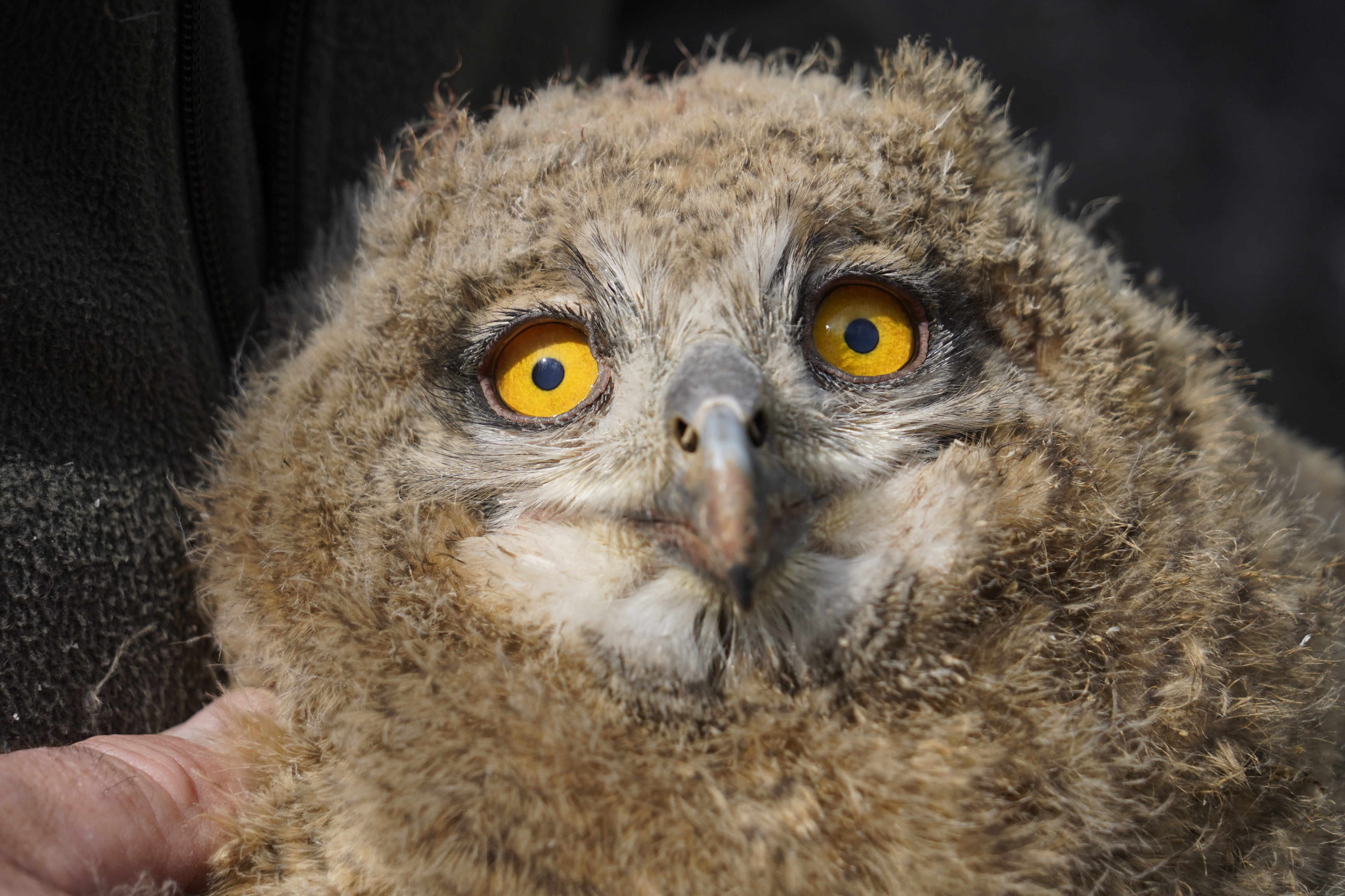 hibou-gerpinnes