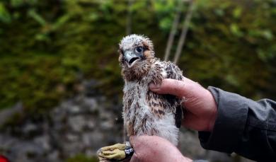 faucons-pelerins-2024