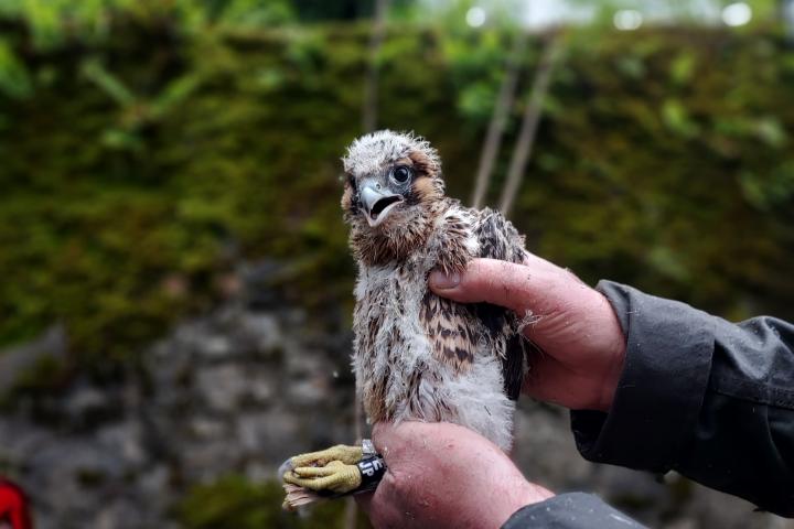 faucons-pelerins-2024